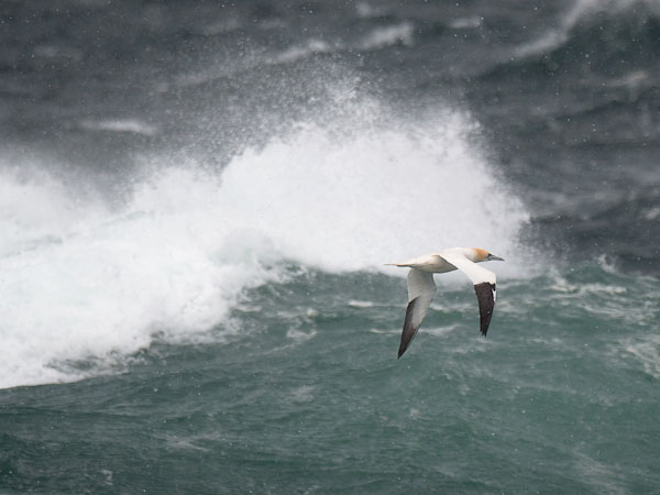 Suula, Northern Gannet, Morus bassanus