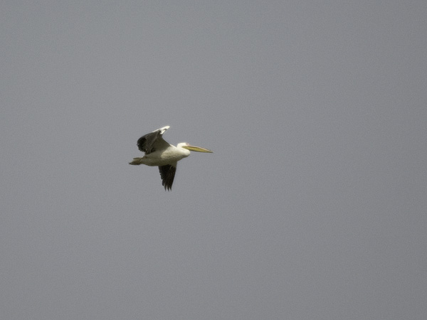 Pelikaani, Great White Pelican, Pelecanus onocrotalus