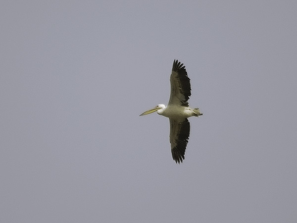 Pelikaani, Great White Pelican, Pelecanus onocrotalus