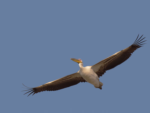 Pelikaani, Great White Pelican, Pelecanus onocrotalus