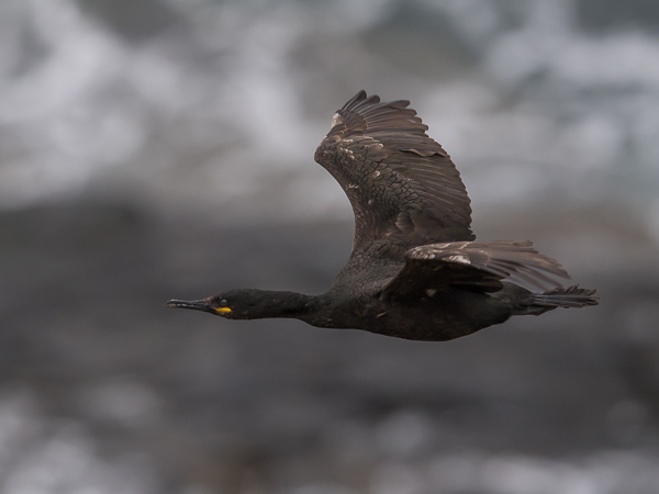 Karimetso, European Shag, Phalacrocorax aristotelis 