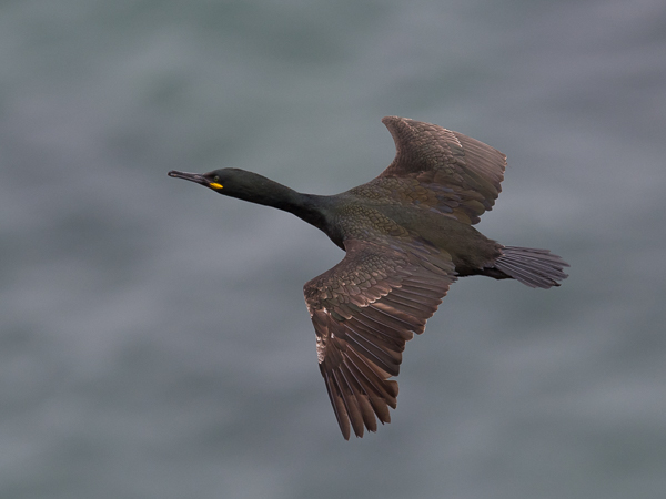 Karimetso, European Shag, Phalacrocorax aristotelis 