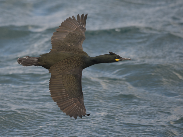 Karimetso, European Shag, Phalacrocorax aristotelis 