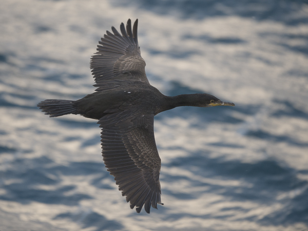 Karimetso, European Shag, Phalacrocorax aristotelis 