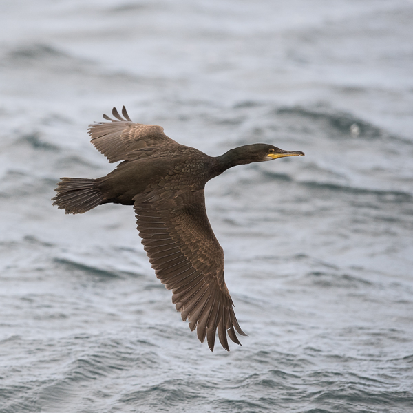Karimetso, European Shag, Phalacrocorax aristotelis 