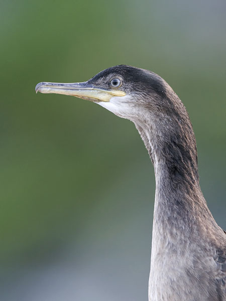 Karimetso, European Shag, Phalacrocorax aristotelis 