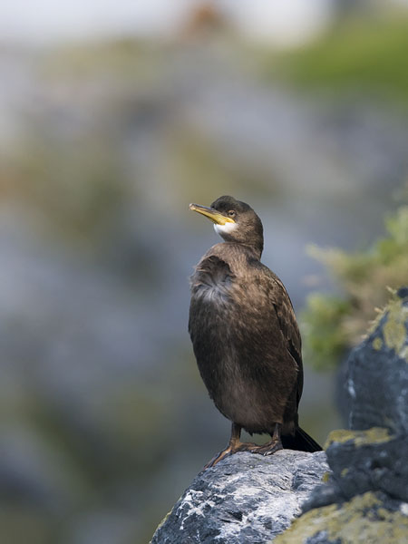 Karimetso, European Shag, Phalacrocorax aristotelis 