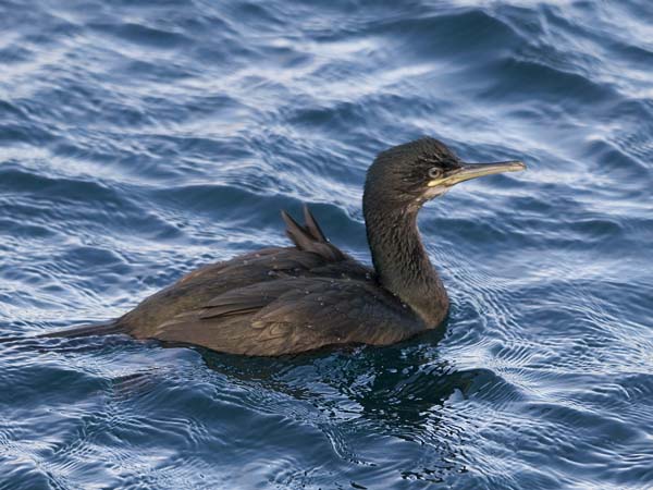 Karimetso, European Shag, Phalacrocorax aristotelis 