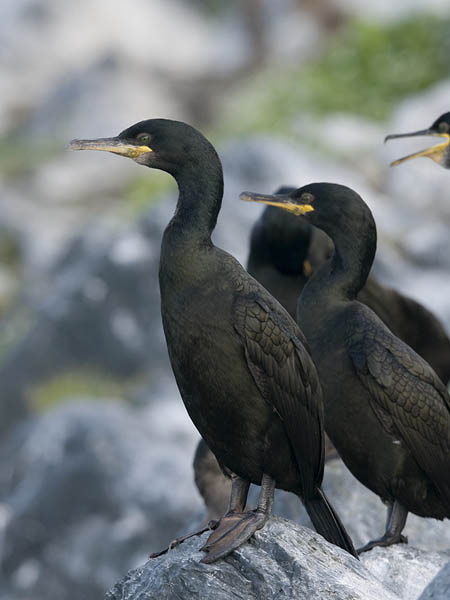 Karimetso, European Shag, Phalacrocorax aristotelis 