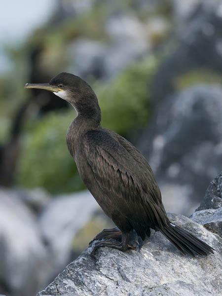 Karimetso, European Shag, Phalacrocorax aristotelis 