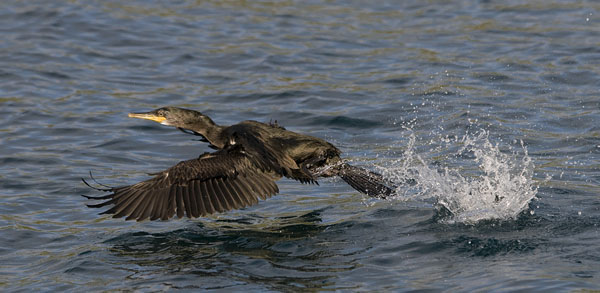 Karimetso, European Shag, Phalacrocorax aristotelis 