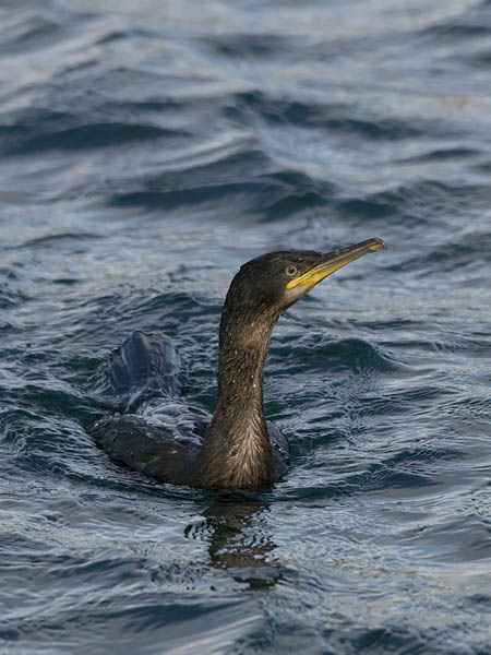 Karimetso, European Shag, Phalacrocorax aristotelis 
