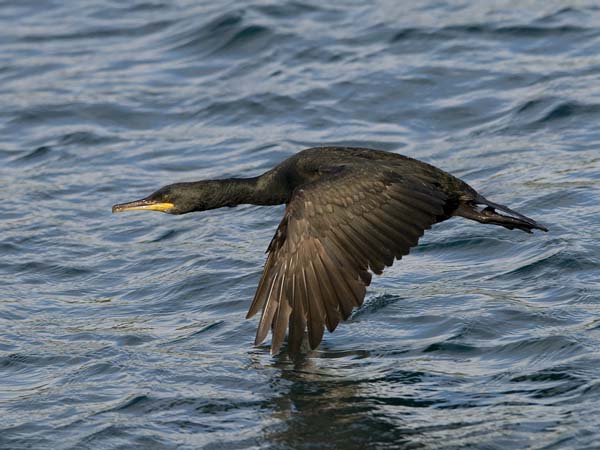 Karimetso, European Shag, Phalacrocorax aristotelis 