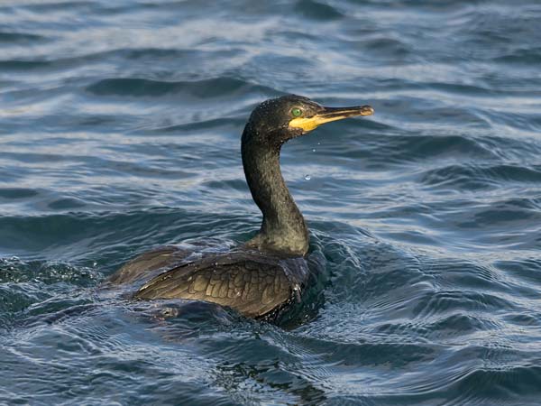 Karimetso, European Shag, Phalacrocorax aristotelis 