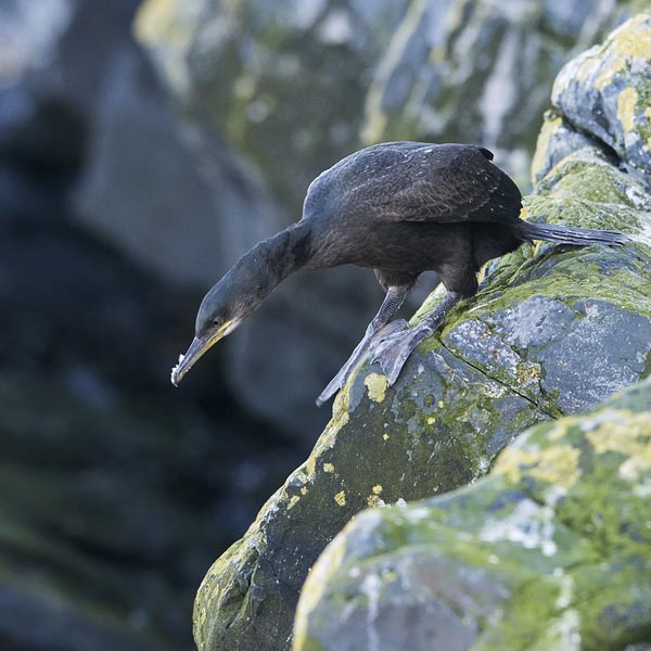 Karimetso, European Shag, Phalacrocorax aristotelis 