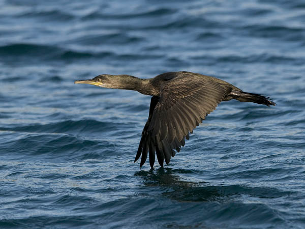 Karimetso, European Shag, Phalacrocorax aristotelis 