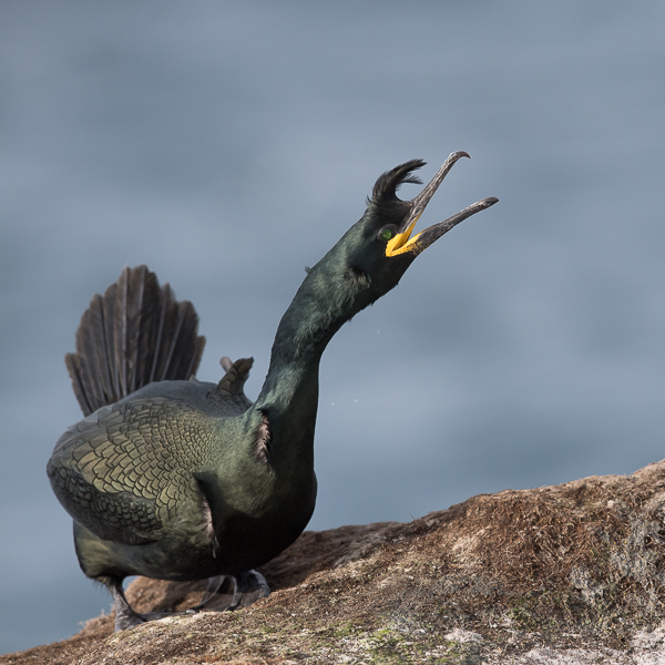 Karimetso, European Shag, Phalacrocorax aristotelis 