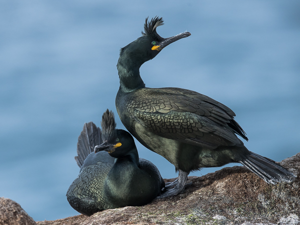 Karimetso, European Shag, Phalacrocorax aristotelis 