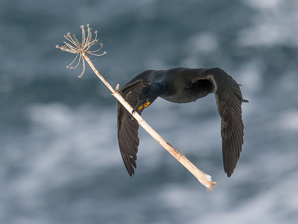 Karimetso, European Shag, Phalacrocorax aristotelis 