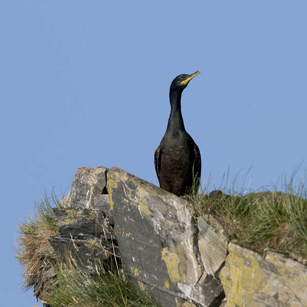 Karimetso, European Shag, Phalacrocorax aristotelis 