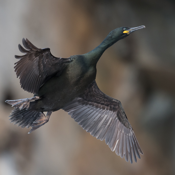 Karimetso, European Shag, Phalacrocorax aristotelis 