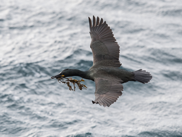 Karimetso, European Shag, Phalacrocorax aristotelis 