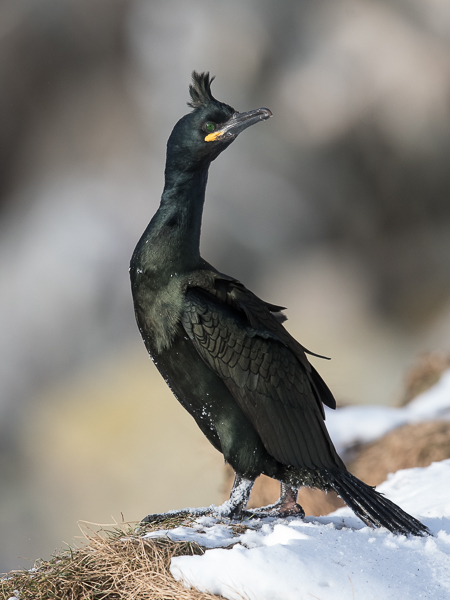 Karimetso, European Shag, Phalacrocorax aristotelis 