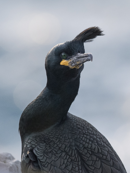 Karimetso, European Shag, Phalacrocorax aristotelis 