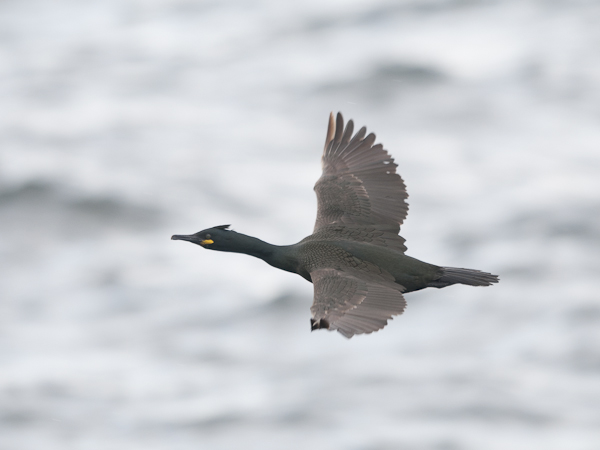 Karimetso, European Shag, Phalacrocorax aristotelis 