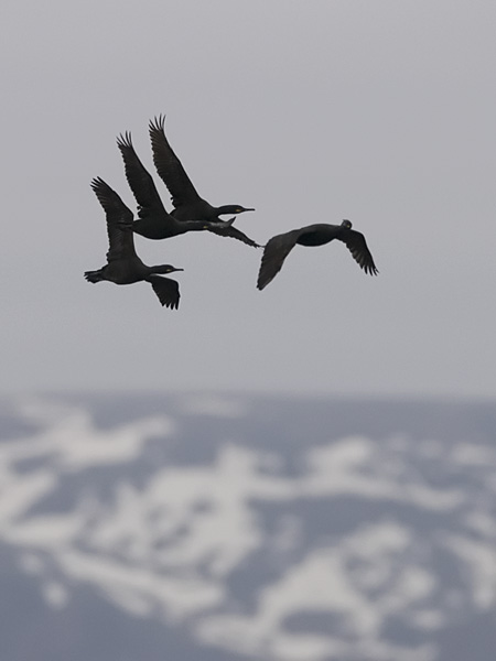 Karimetso, European Shag, Phalacrocorax aristotelis 