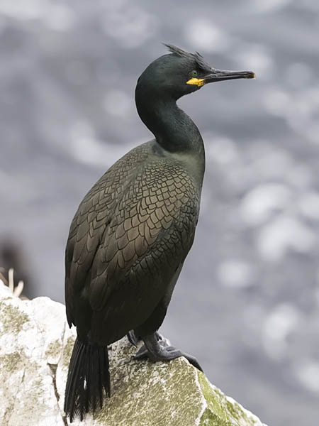 Karimetso, European Shag, Phalacrocorax aristotelis 
