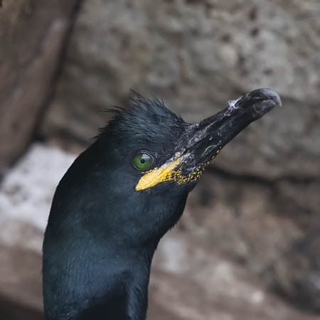 Karimetso, European Shag, Phalacrocorax aristotelis 