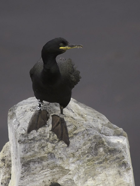 Karimetso, European Shag, Phalacrocorax aristotelis 
