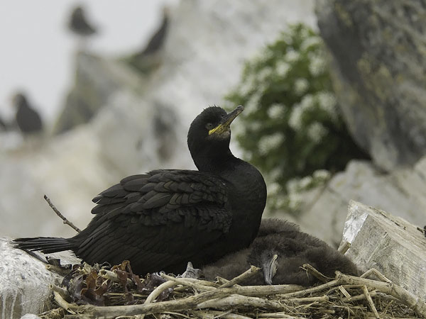 Karimetso, European Shag, Phalacrocorax aristotelis 