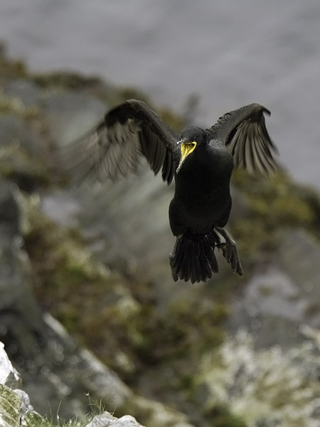 Karimetso, European Shag, Phalacrocorax aristotelis 