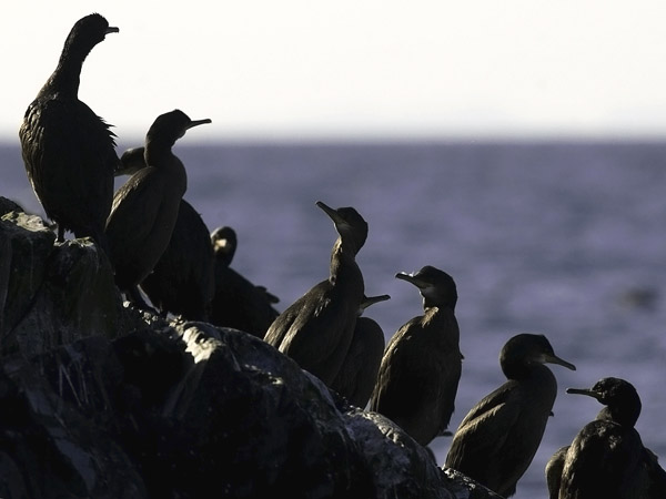 Karimetso, European Shag, Phalacrocorax aristotelis 