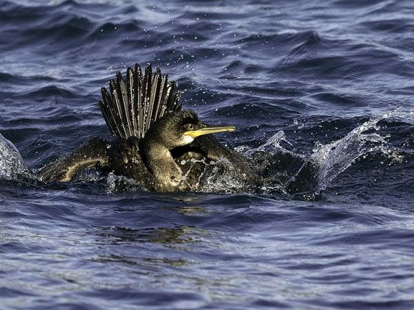 Karimetso, European Shag, Phalacrocorax aristotelis 