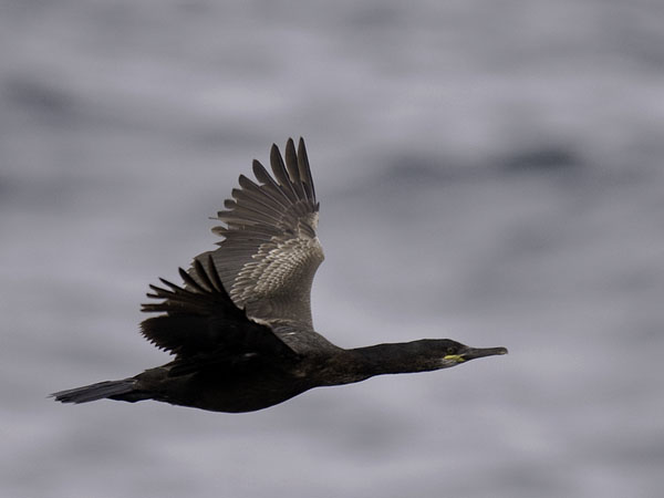 Karimetso, European Shag, Phalacrocorax aristotelis 