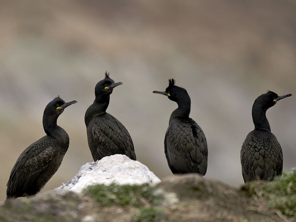 Karimetso, European Shag, Phalacrocorax aristotelis 