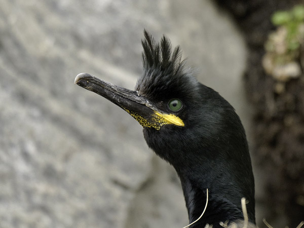 Karimetso, European Shag, Phalacrocorax aristotelis 