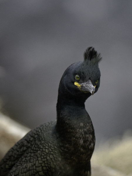 Karimetso, European Shag, Phalacrocorax aristotelis 