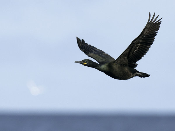 Karimetso, European Shag, Phalacrocorax aristotelis 