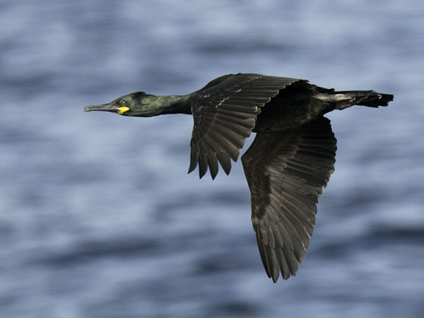 Karimetso, European Shag, Phalacrocorax aristotelis 