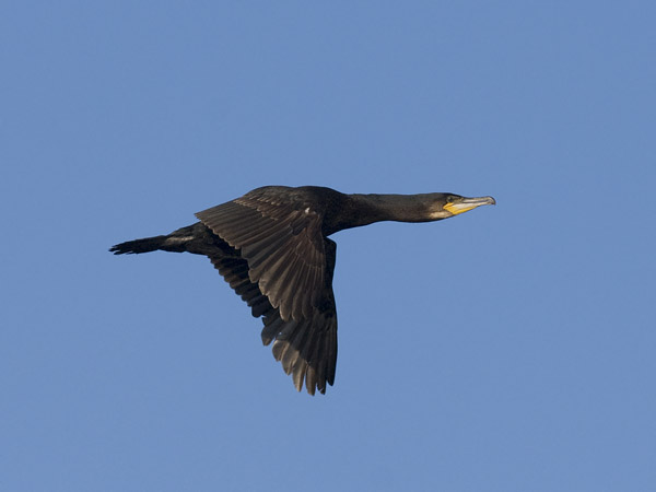 Merimetso, Great Cormorant, Phalacrocorax carbo