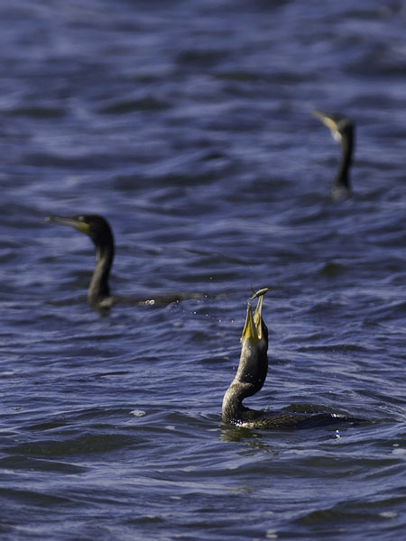 Merimetso, Great Cormorant, Phalacrocorax carbo
