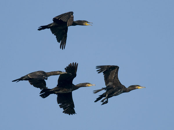 Merimetso, Great Cormorant, Phalacrocorax carbo