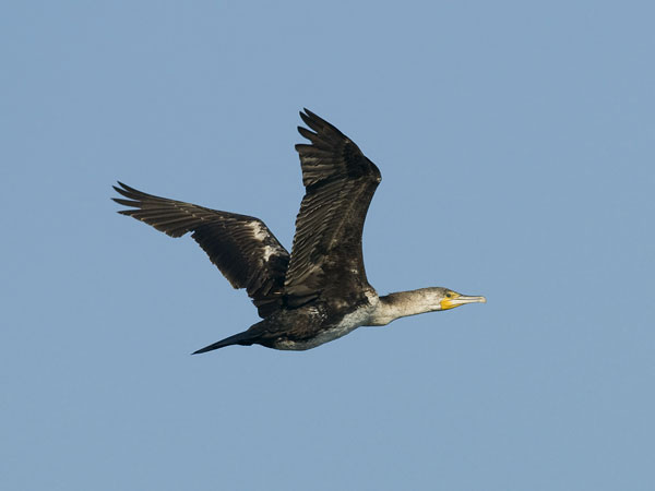 Merimetso, Great Cormorant, Phalacrocorax carbo