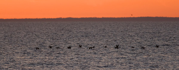 Merimetso, Great Cormorant, Phalacrocorax carbo