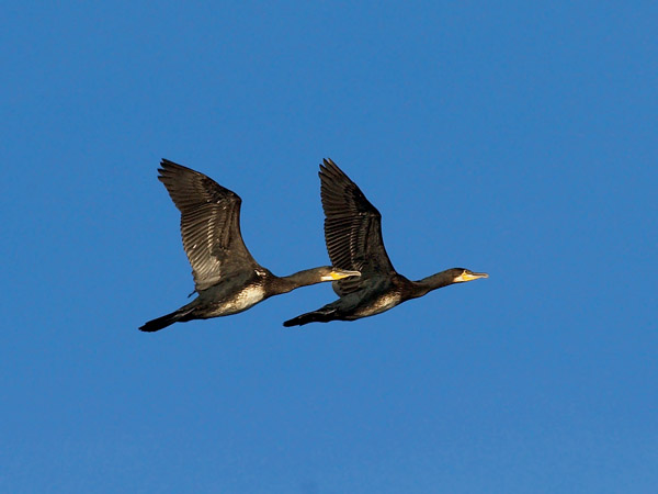 Merimetso, Great Cormorant, Phalacrocorax carbo