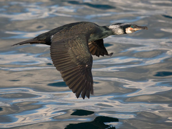 Merimetso, Great Cormorant, Phalacrocorax carbo